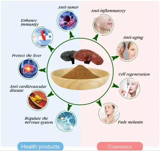 Bulk Ganoderma Extract .png